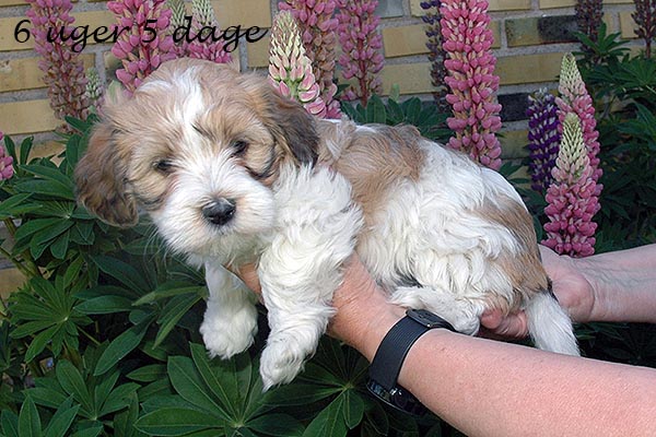 Fleur bichon havanese hvalp hundehvalp bichon havanais hvalpe hundehvalpe