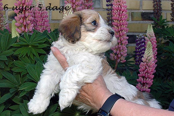 Fleur bichon havanese hvalp hundehvalp bichon havanais hvalpe hundehvalpe