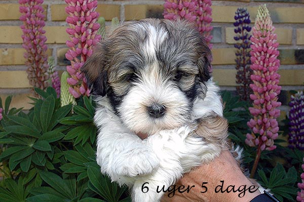 Flora bichon havanese hvalp hundehvalp bichon havanais hvalpe hundehvalpe