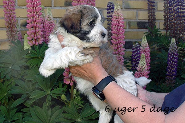 Flora bichon havanese hvalp hundehvalp bichon havanais hvalpe hundehvalpe