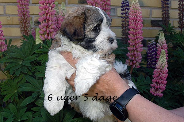 Flora bichon havanese hvalp hundehvalp bichon havanais hvalpe hundehvalpe