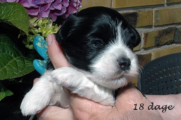 Frede bichon havanese hvalp hundehvalp bichon havanais hvalpe hundehvalpe