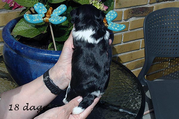 Frede bichon havanese hvalp hundehvalp bichon havanais hvalpe hundehvalpe