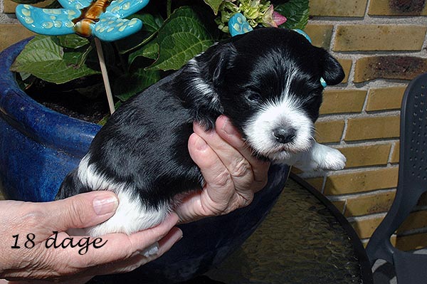 Frede bichon havanese hvalp hundehvalp bichon havanais hvalpe hundehvalpe