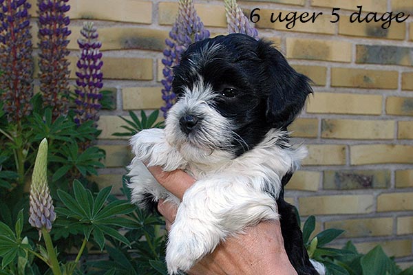 Frede bichon havanese hvalp hundehvalp bichon havanais hvalpe hundehvalpe