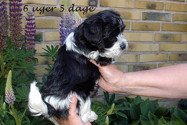Frede bichon havanese hvalp hundehvalp bichon havanais hvalpe hundehvalpe