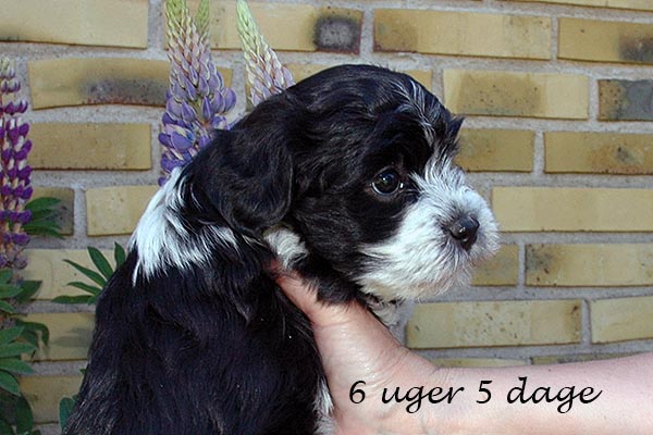 Frede bichon havanese hvalp hundehvalp bichon havanais hvalpe hundehvalpe