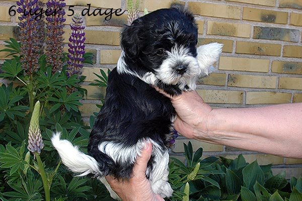 Frede bichon havanese hvalp hundehvalp bichon havanais hvalpe hundehvalpe