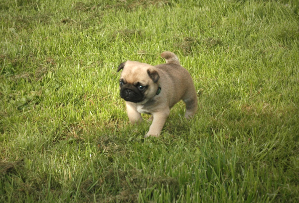 Freud Mops hvalp hundehvalp Mopser hvalpe hundehvalpe