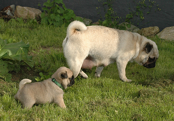 Freud Mops hvalp hundehvalp Mopser hvalpe hundehvalpe