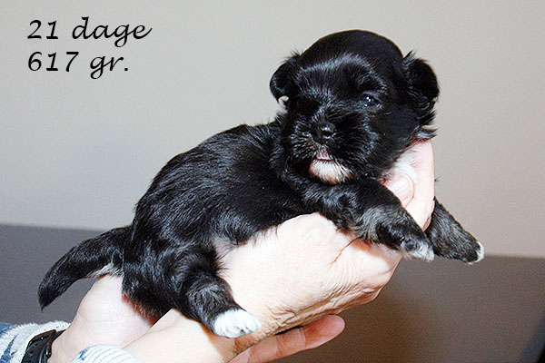 Ganja bichon havanese hvalp hundehvalp bichon havanais hvalpe hundehvalpe