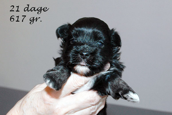 Ganja bichon havanese hvalp hundehvalp bichon havanais hvalpe hundehvalpe