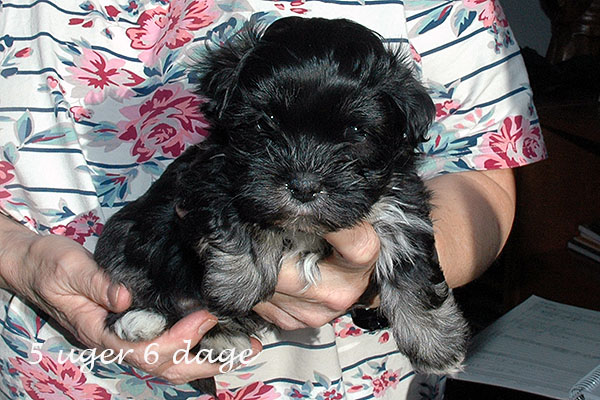 Ganja bichon havanese hvalp hundehvalp bichon havanais hvalpe hundehvalpe