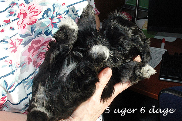 Ganja bichon havanese hvalp hundehvalp bichon havanais hvalpe hundehvalpe
