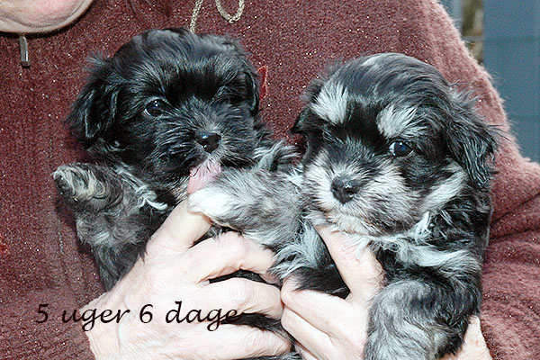 Ganja bichon havanese hvalp hundehvalp bichon havanais hvalpe hundehvalpe