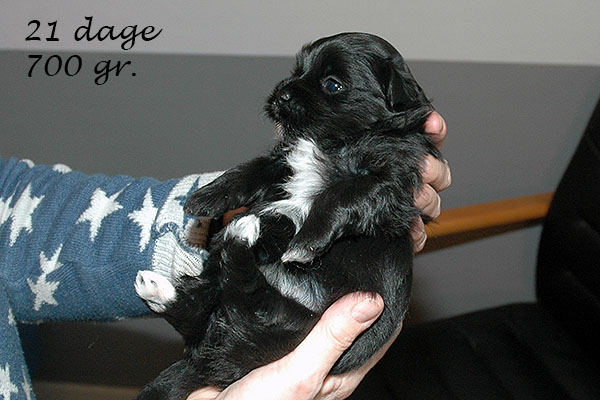 Gerda bichon havanese hvalp hundehvalp bichon havanais hvalpe hundehvalpe