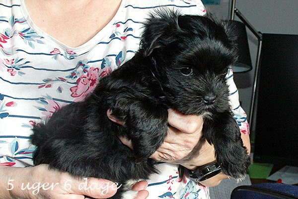 Gerda bichon havanese hvalp hundehvalp bichon havanais hvalpe hundehvalpe