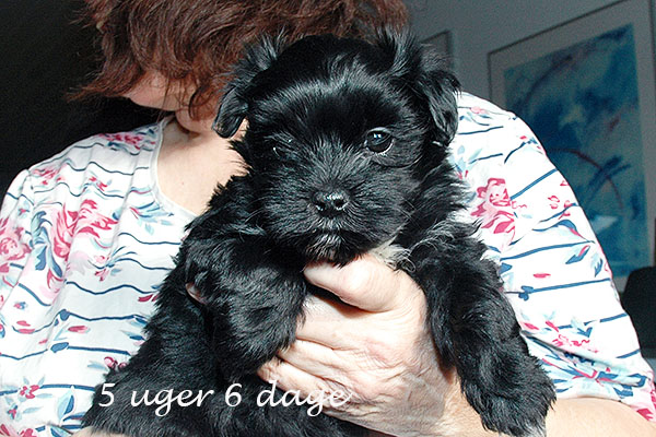 Gerda bichon havanese hvalp hundehvalp bichon havanais hvalpe hundehvalpe