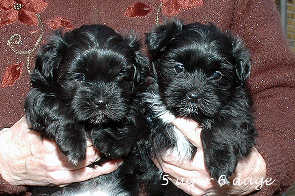 Gerda bichon havanese hvalp hundehvalp bichon havanais hvalpe hundehvalpe