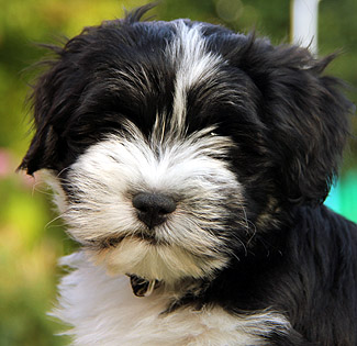 dba hunde bortgives dba hunde bortgives