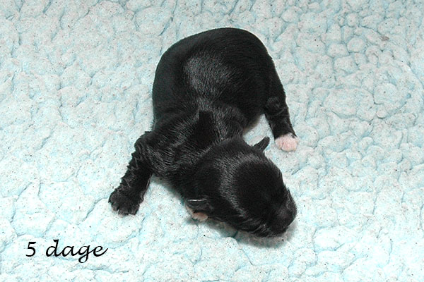 Gigi bichon havanese hvalp hundehvalp bichon havanais hvalpe hundehvalpe