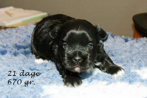 Gigi bichon havanese hvalp hundehvalp bichon havanais hvalpe hundehvalpe