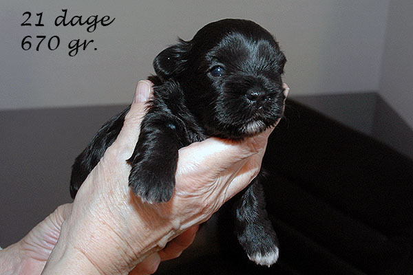 Gigi bichon havanese hvalp hundehvalp bichon havanais hvalpe hundehvalpe