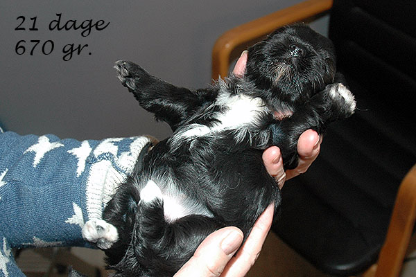 Gigi bichon havanese hvalp hundehvalp bichon havanais hvalpe hundehvalpe