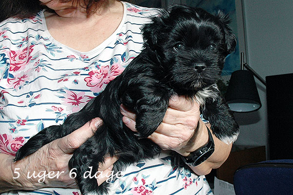 Gigi bichon havanese hvalp hundehvalp bichon havanais hvalpe hundehvalpe