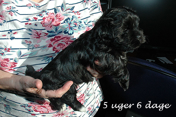Gigi bichon havanese hvalp hundehvalp bichon havanais hvalpe hundehvalpe