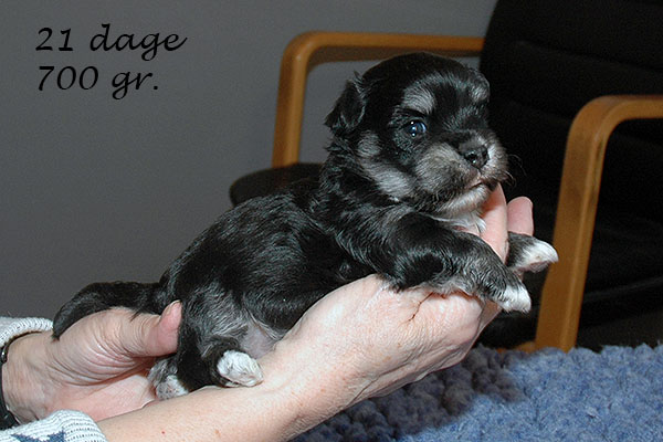 Guffe bichon havanese hvalp hundehvalp bichon havanais hvalpe hundehvalpe