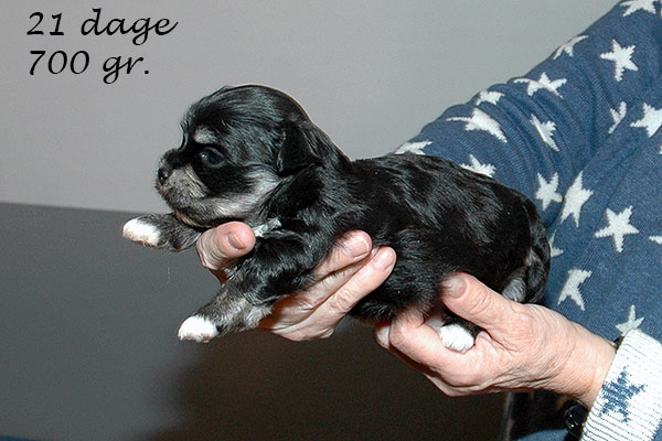 Guffe bichon havanese hvalp hundehvalp bichon havanais hvalpe hundehvalpe