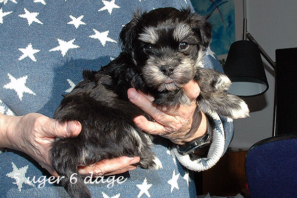 Guffe bichon havanese hvalp hundehvalp bichon havanais hvalpe hundehvalpe
