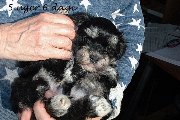 Guffe bichon havanese hvalp hundehvalp bichon havanais hvalpe hundehvalpe