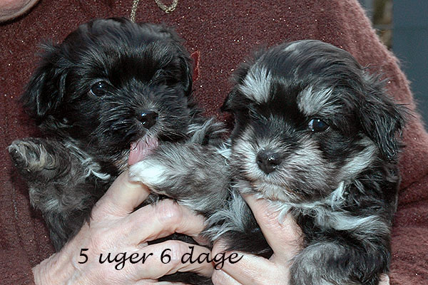 Guffe bichon havanese hvalp hundehvalp bichon havanais hvalpe hundehvalpe