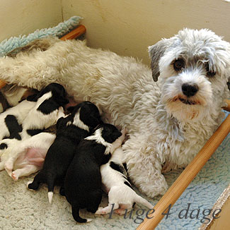 Sonneholts Bichon Havanese A-kuld