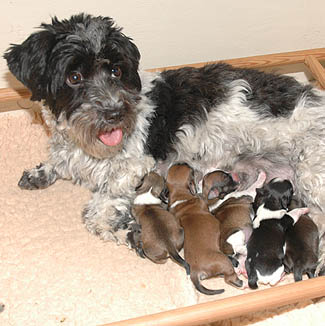 Sonneholts Bichon Havanese B-kuld