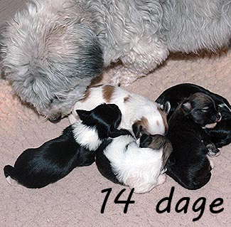 Sonneholts Bichon Havanese D-kuld
