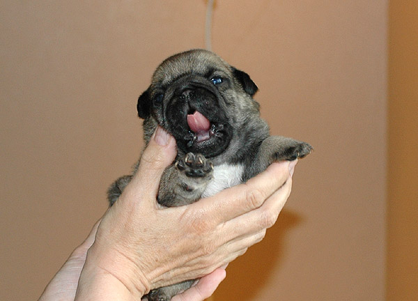 Hannibal Mops hvalp hundehvalp Mopser hvalpe hundehvalpe