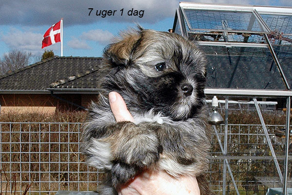 Hariet bichon havanese hvalp hundehvalp bichon havanais hvalpe hundehvalpe
