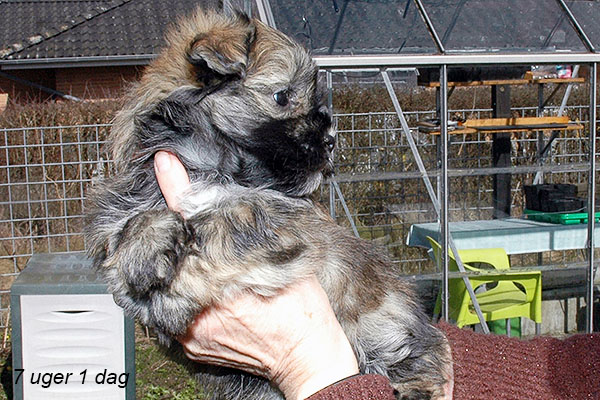 Hariet bichon havanese hvalp hundehvalp bichon havanais hvalpe hundehvalpe