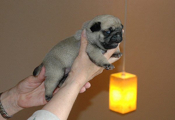 Harley Mops hvalp hundehvalp Mopser hvalpe hundehvalpe