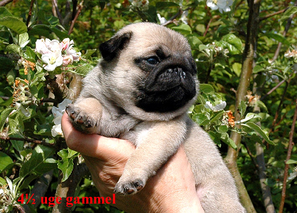 Harley Mops hvalp hundehvalp Mopser hvalpe hundehvalpe