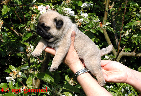Harley Mops hvalp hundehvalp Mopser hvalpe hundehvalpe