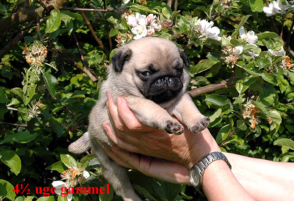 Harley Mops hvalp hundehvalp Mopser hvalpe hundehvalpe