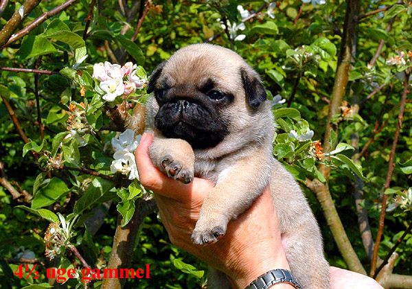 Harley Mops hvalp hundehvalp Mopser hvalpe hundehvalpe