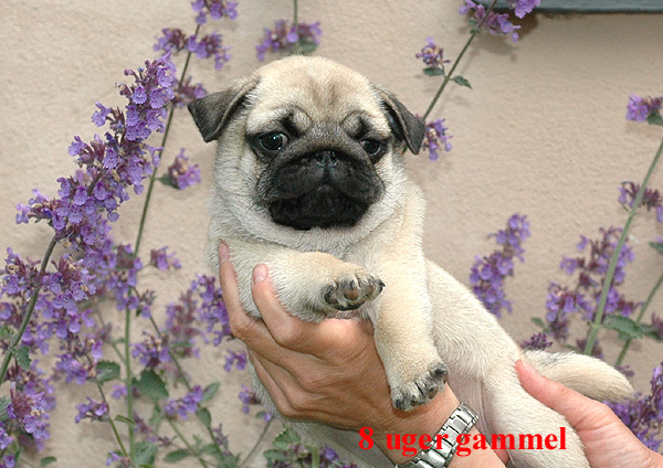 Harley Mops hvalp hundehvalp Mopser hvalpe hundehvalpe