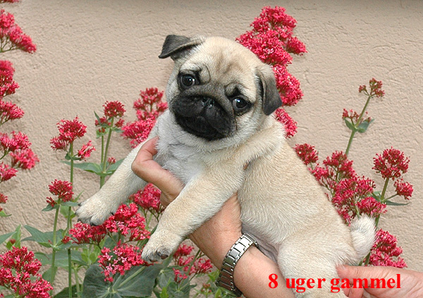 Harley Mops hvalp hundehvalp Mopser hvalpe hundehvalpe