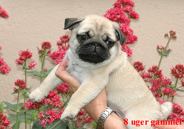 Harley Mops hvalp hundehvalp Mopser hvalpe hundehvalpe