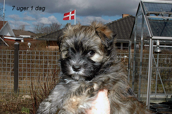 Heidi bichon havanese hvalp hundehvalp bichon havanais hvalpe hundehvalpe